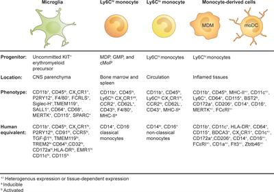 Immovable Object Meets Unstoppable Force? Dialogue Between Resident and Peripheral Myeloid Cells in the Inflamed Brain